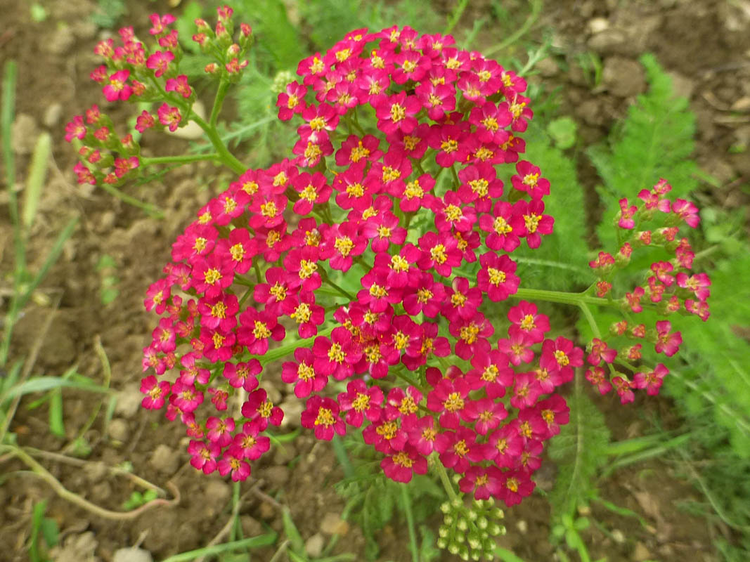 Achillea millefolium hort